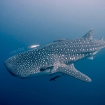 ดำน้ำหมู่เกาะชุมพร 2 วัน (ลุ้นเจอฉลามวาฬ)