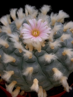 Lophophora williamsii (10 seeds)