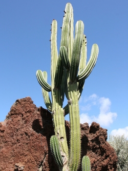 Pachycereus pecten aboriginum (50 seeds)
