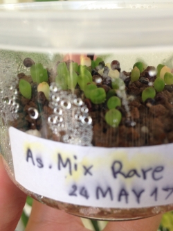 Astrophytum - Mix Rare(20 seeds)