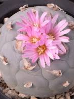 Lophophora fricii v Sierra Zavaleta (10 seeds)