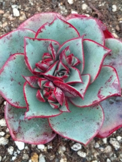 Echeveria longissima v brachyantha (10 seeds)
