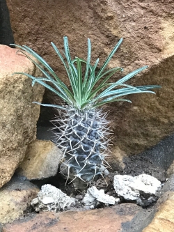 Pachypodium Geayi (10 seeds)