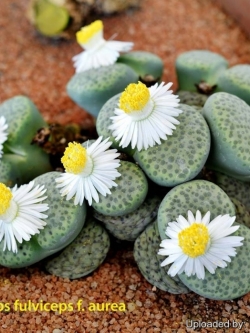 LITHOPS - fulviceps 'aurea' C363 (20 seeds)