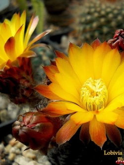 Lobivia famatimensis v aurantiaca (20 seeds)