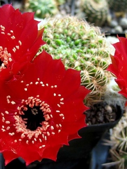 Lobivia draxleriana HS50 (20 seeds)