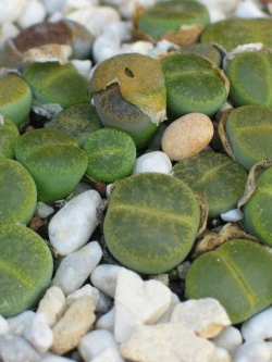 Lithop lesliei form albinica (20 seeds)