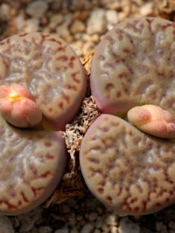 LITHOPS bromfieldii v insularis (20 seeds)