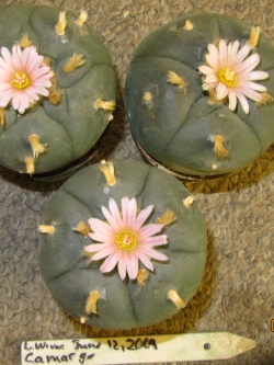 Lophophora williamsii v Camargo (10 seeds)