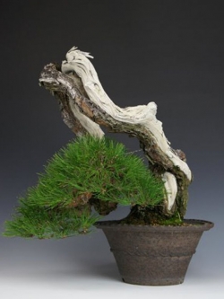 Akamatsu (Japanese Red pine) 20 seeds