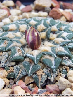Ariocarpus kotschoubeyanus v albiflorus (10 seeds)