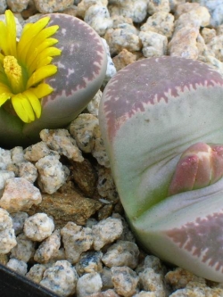 LITHOPS - naureeniae C304 (20 seeds)