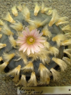 Lophophora williamsii v Reynosa (10 seeds)