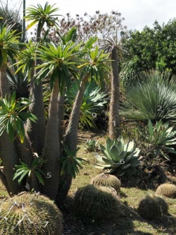 Pachypodium Lamerei (Madagascar Palm) (10 seeds)
