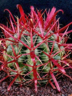 Ferocactus coloratus (50 seeds)