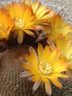 Lobivia famatimensis (20 seeds)