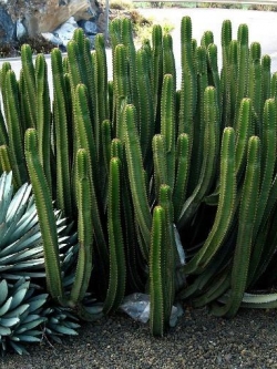 Cereus peruvianus (50 seeds)