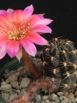 Lobivia chilensis (20 seeds)