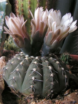 Gymnocalycium stellatum (50 seeds)