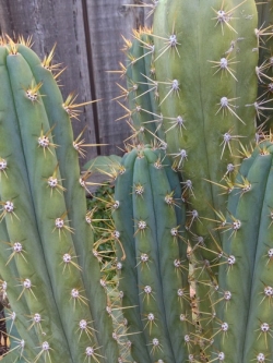 Trichocereus Cuzcoensis (20 seeds)