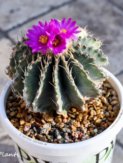 Geohintonia Mexicana (10 seeds)