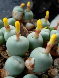 Conophytum pageae (10 seeds)