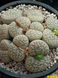 LITHOPS - hookeri v. susannae C091 (20 seeds)