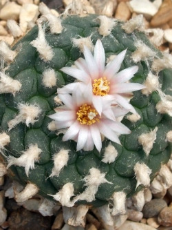 Lophophora fricii x koehresii F2 (10 seeds)