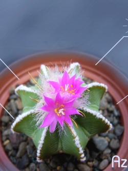 Aztekium Hintonii (10 seeds)