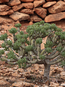Senecio Kleinia neriifolia (10 seeds)