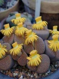 Lithops fulviceps (20 seeds)