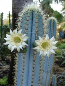 Pilosocereus azureus HU327 (100 seeds)