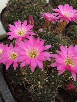 Lobivia boliviensis (20 seeds)