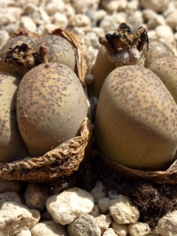 LITHOPS - localis C132 (20 seeds)