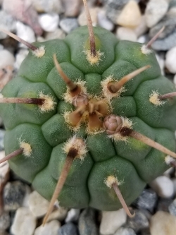 Gymnocalycium vatteri v paucispinum (50 seeds)