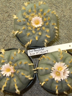 Lophophora williamsii v El Tecolote (10 seeds)
