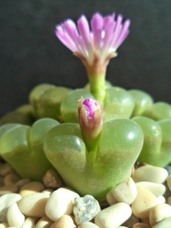 Conophytum limpidum (10 seeds)