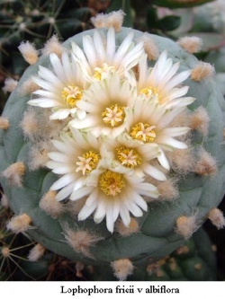 Lophophora fricii v albiflora (10 seeds)