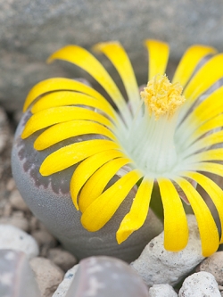 LITHOPS - naureeniae PV1000 (20 seeds)