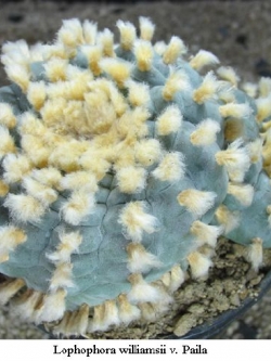 Lophophora williamsii v Paila (10 seeds)