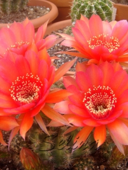 Lobivia arachnacantha v torrecillacensis (20 seeds)