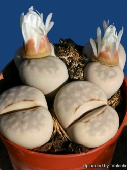 LITHOPS - julii 'pallid' SB 1344 (20 seeds)