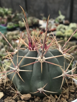 Ferocactus rectispinus (50 seeds)
