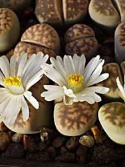 LITHOPS - karasmontana v signalsberg (20 seeds)