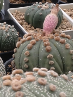 Astrophytum - Asterias ooibo rensei (20 seeds)