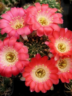 Lobivia cardenasiana v rubriflora (20 seeds)