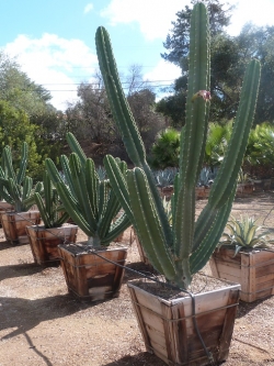 Cereus repandus (50 seeds)