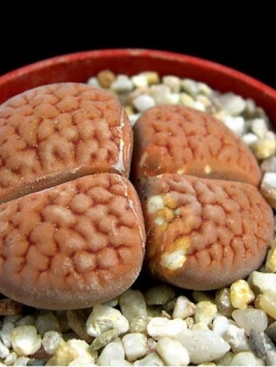LITHOPS hookeri v hookeri 'vermiculate form' (20 seeds)
