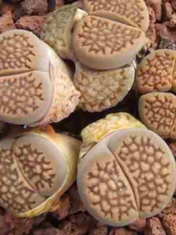 LITHOPS - hallii v. hallii C094 (20 seeds)