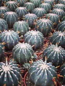 Ferocactus glaucescens v inermis เฟอร์โรไร้หนาม (20 seeds)